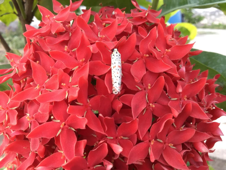 moth cooling off on a flower during a hot summers evening 1200
